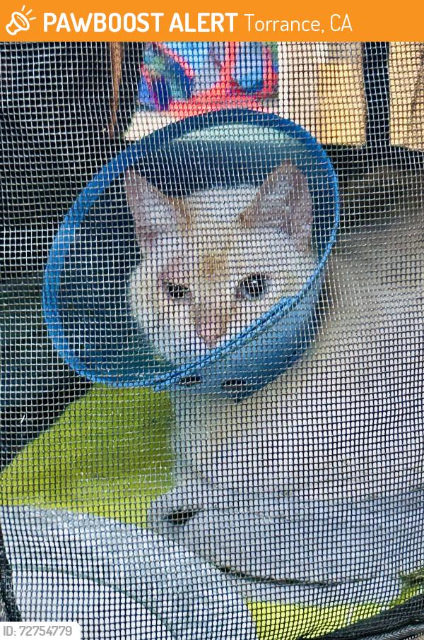 Found/Stray Female Cat last seen Tulita Elementary School, Torrance, CA 90505