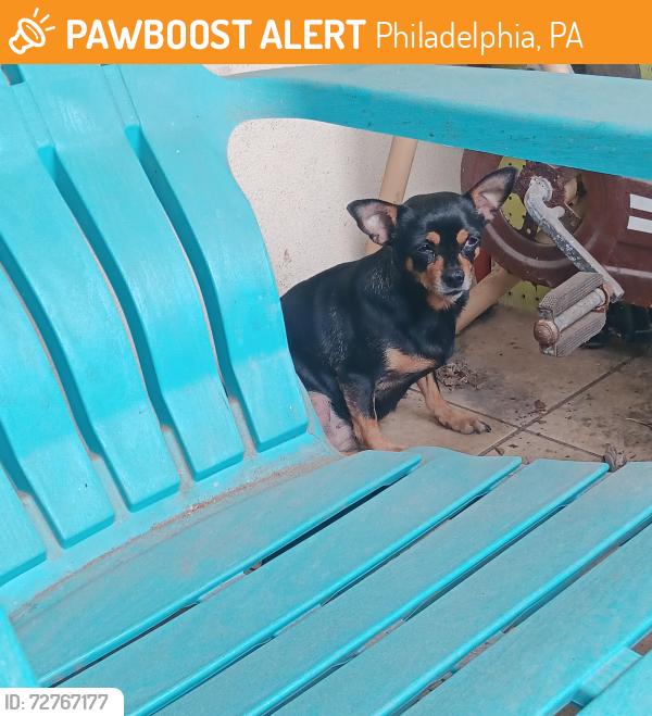 Found/Stray Unknown Dog last seen Schiller & Jasper, Philadelphia, PA 19134