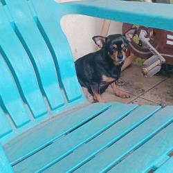 Found/Stray Unknown Dog last seen Schiller & Jasper, Philadelphia, PA 19134