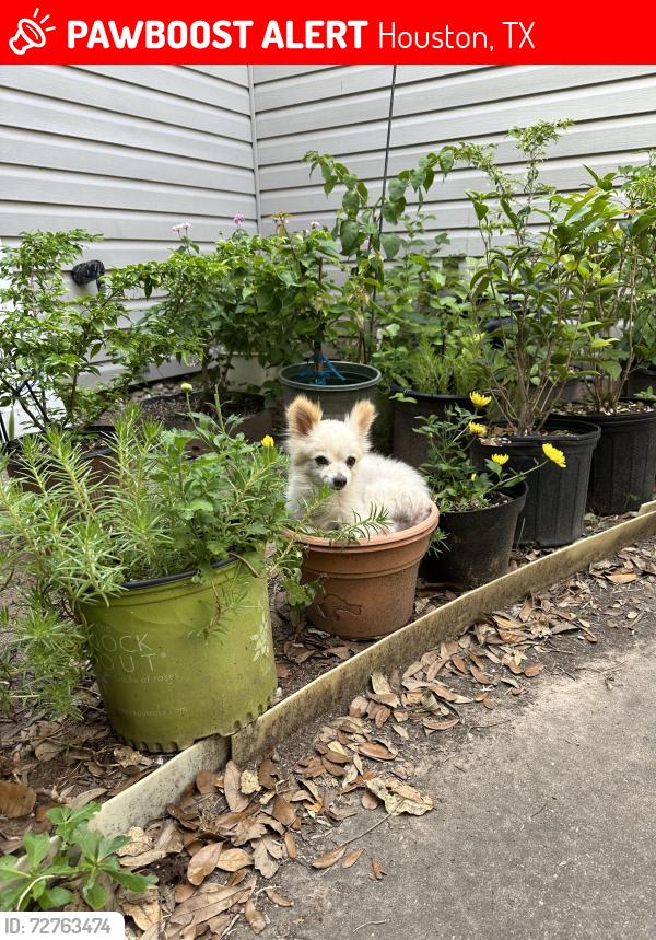 Lost Male Dog last seen High star dr and boone rd by san san tofu, Houston, TX 77072