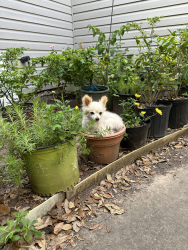 Lost Male Dog last seen High star dr and boone rd by san san tofu, Houston, TX 77072