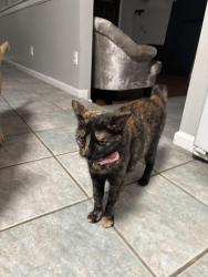 Lost Female Cat last seen Near , Houston, TX 77080