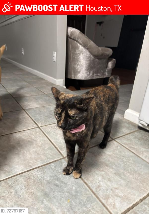 Lost Female Cat last seen Near , Houston, TX 77080