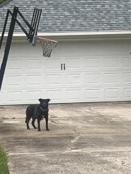 Found/Stray Male Dog last seen Forest Woods Subdivision , Byram, MS 39272