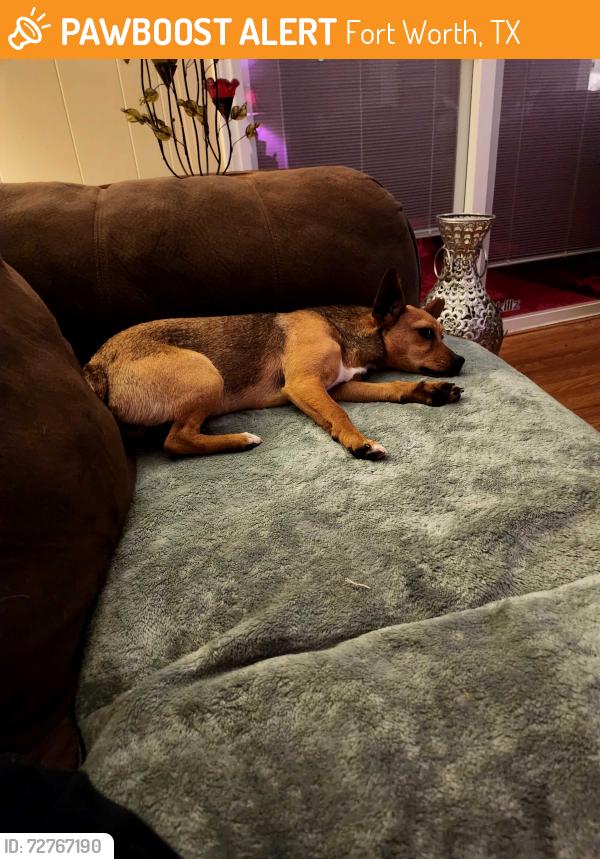 Found/Stray Female Dog last seen Everyman and sycamore , Fort Worth, TX 76133
