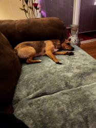 Found/Stray Female Dog last seen Everyman and sycamore , Fort Worth, TX 76133