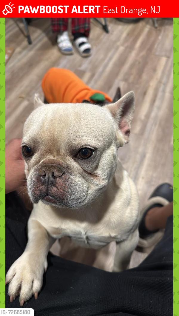Lost Male Dog last seen Central Avenue, Elwood Park and surrounding areas, East Orange, NJ 07018
