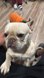 Lost Male Dog last seen Central Avenue, Elwood Park and surrounding areas, East Orange, NJ 07018