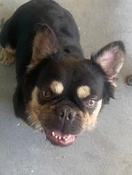 Found/Stray Male Dog last seen Rainbow and Alta, Las Vegas, NV 89107