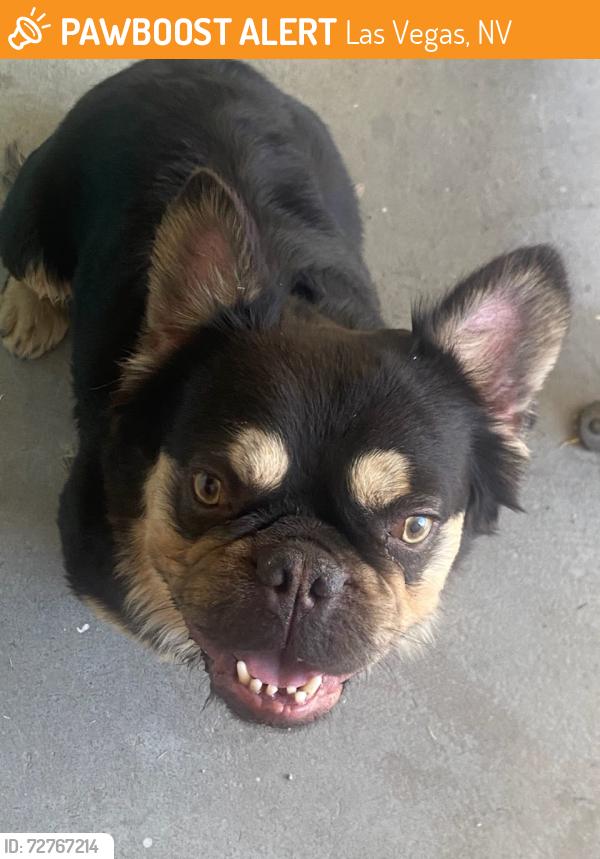 Found/Stray Male Dog last seen Rainbow and Alta, Las Vegas, NV 89107