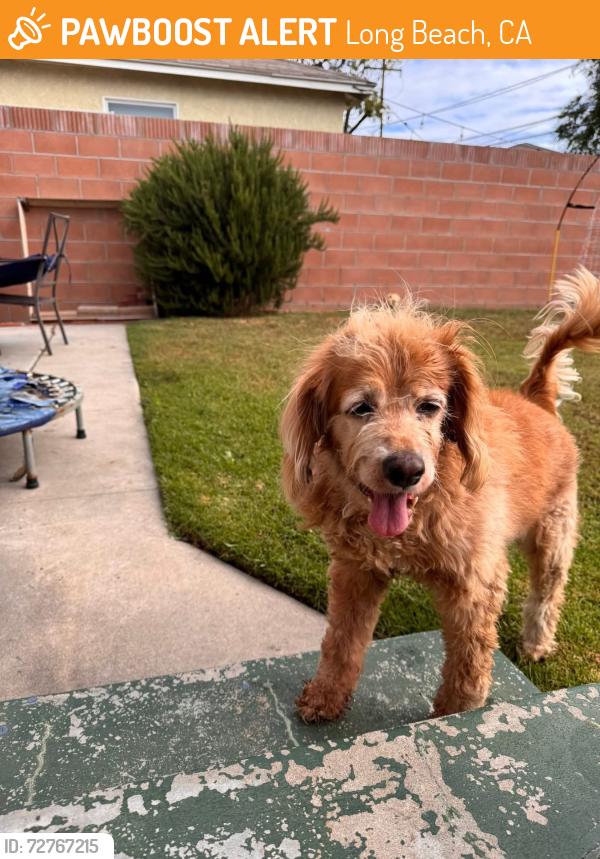 Found/Stray Male Dog last seen Belmont and 10th, Long Beach, CA 90815