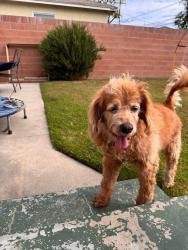 Found/Stray Male Dog last seen Belmont and 10th, Long Beach, CA 90815
