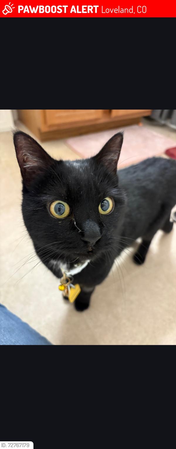 Lost Female Cat last seen Rock Crest Apt 102 Lucerne Ave near 50th and Wilson Loveland Colorado , Loveland, CO 80538