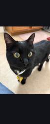 Lost Female Cat last seen Rock Crest Apt 102 Lucerne Ave near 50th and Wilson Loveland Colorado , Loveland, CO 80538