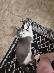 Lost Male Cat last seen Pebble creek apmts , Bakersfield, CA 93312