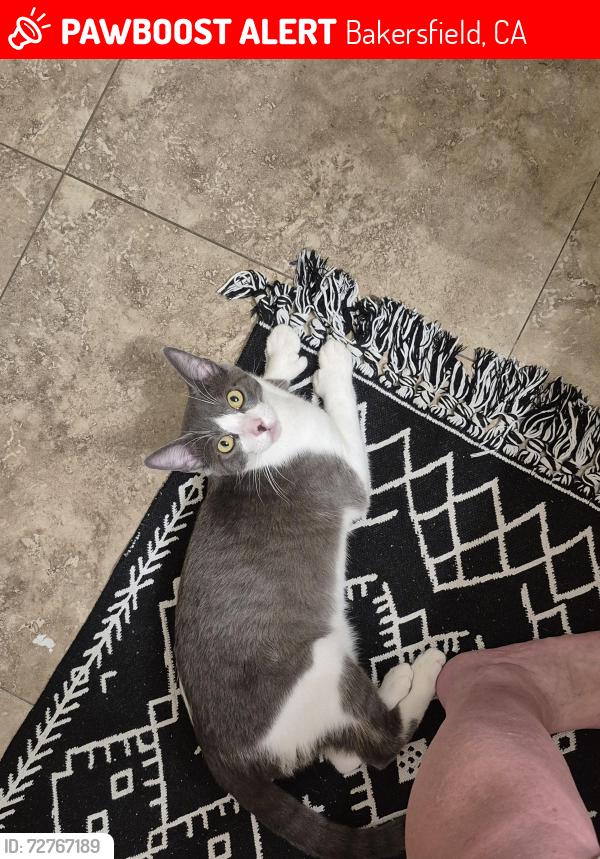Lost Male Cat last seen Pebble creek apmts , Bakersfield, CA 93312