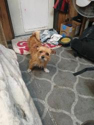 Lost Female Dog last seen 1st Ave , Gainesville, FL 32641