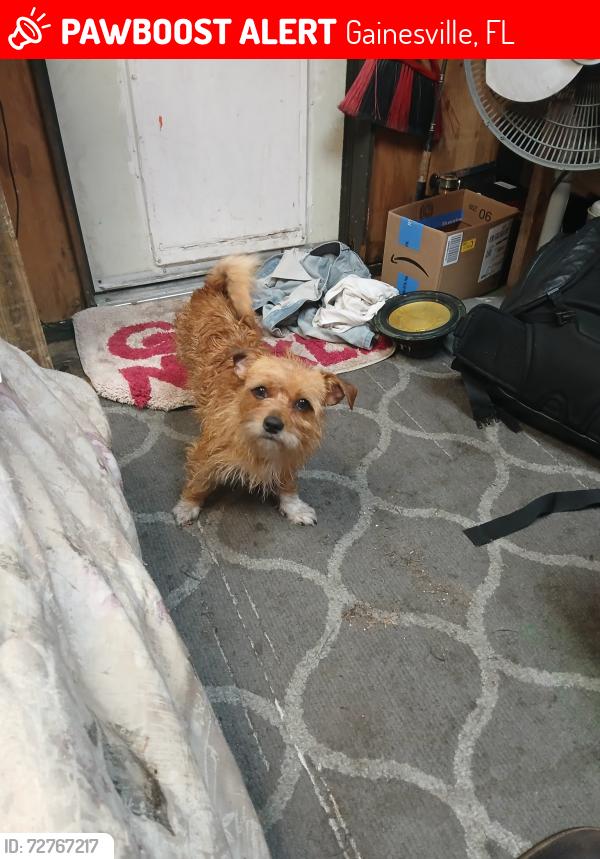 Lost Female Dog last seen 1st Ave , Gainesville, FL 32641