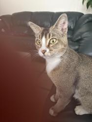 Found/Stray Male Cat last seen South Bridge Road and Trout way (Rock Creek), Hollywood, FL 33026