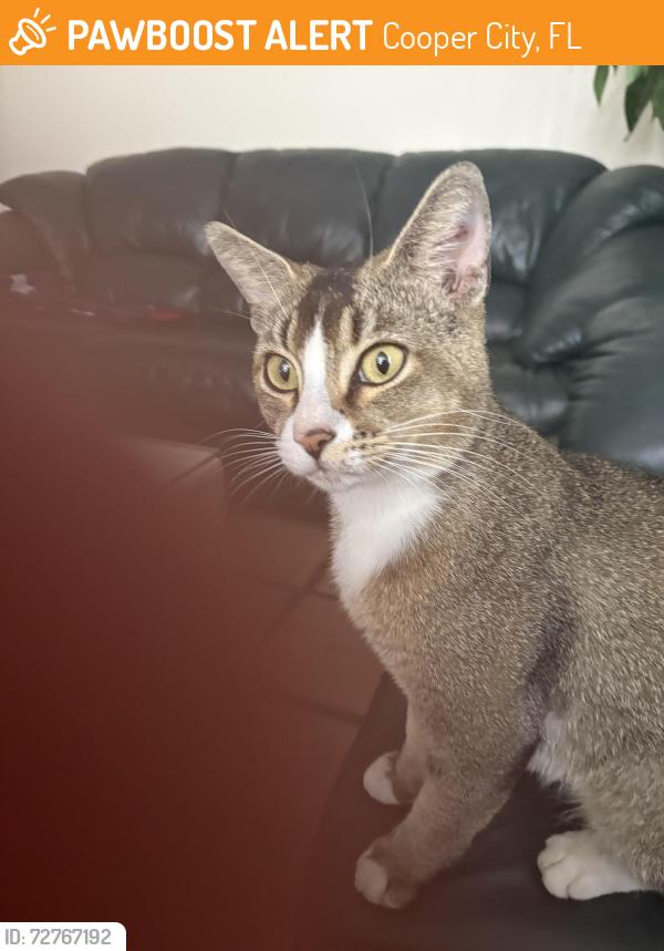 Found/Stray Male Cat last seen South Bridge Road and Trout way (Rock Creek), Hollywood, FL 33026
