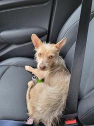 Found/Stray Female Dog last seen Sunset and Douglas, Los Angeles, CA 90026