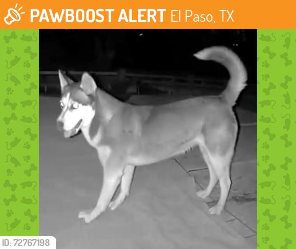 Found/Stray Unknown Dog last seen Bowers and eastland , El Paso, TX 79907