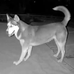 Found/Stray Unknown Dog last seen Bowers and eastland , El Paso, TX 79907