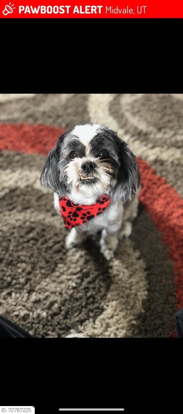 Lost Male Dog last seen Midvale police department , Midvale, UT 84047