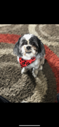 Lost Male Dog last seen Midvale police department , Midvale, UT 84047
