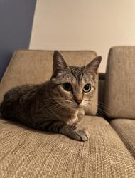 Lost Female Cat last seen larkin ave, rayburn ct, rosetti ct, windsor ct, sharkey ct, Spring Hill, FL 34608