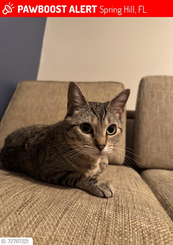 Lost Female Cat last seen larkin ave, rayburn ct, rosetti ct, windsor ct, sharkey ct, Spring Hill, FL 34608
