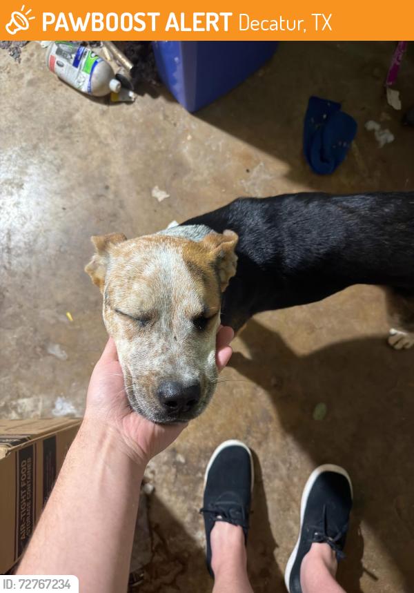 Found/Stray Male Dog last seen Reunion rd, Decatur, TX 76234