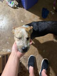 Found/Stray Male Dog last seen Reunion rd, Decatur, TX 76234