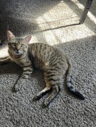 Lost Male Cat last seen Sandalwood , Essex, MD 21221