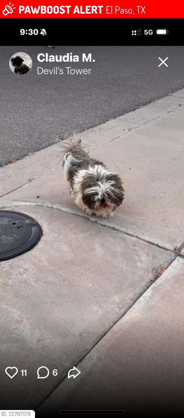 Lost Male Dog last seen Lomaland, El Paso, TX 79904