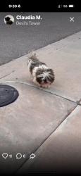 Lost Male Dog last seen Lomaland, El Paso, TX 79904