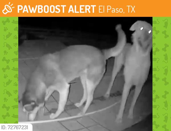 Found/Stray Unknown Dog last seen Bowers and eastland , El Paso, TX 79907