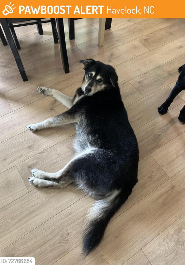 Found/Stray Female Dog last seen Catfish Lake, Havelock, NC 28532