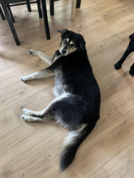 Found/Stray Female Dog last seen Catfish Lake, Havelock, NC 28532