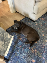 Found/Stray Female Dog last seen Catfish Lake, Havelock, NC 28532