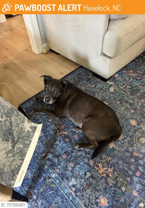 Found/Stray Female Dog last seen Catfish Lake, Havelock, NC 28532