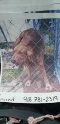 Found/Stray Unknown Dog last seen 80th porter ok, US-69,  74343