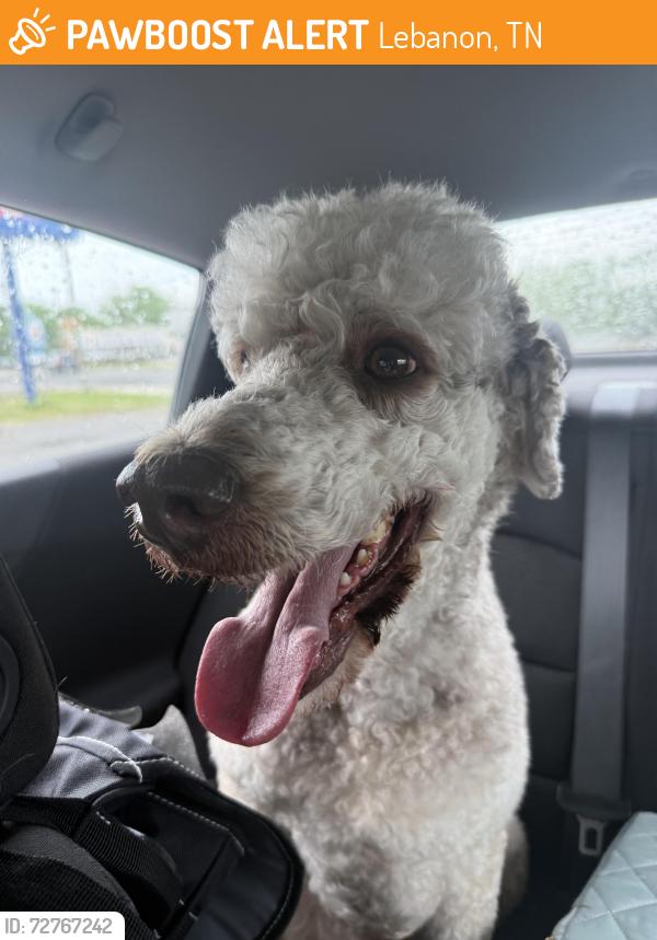 Found/Stray Male Dog last seen South Hartmann Drive, Lebanon, TN 37087
