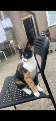 Lost Female Cat last seen M18, مانشستر, إنجلترا M18