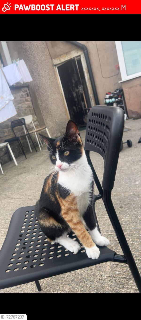 Lost Female Cat last seen M18, مانشستر, إنجلترا M18