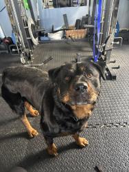 Found/Stray Male Dog last seen Elkhorn , Sacramento, CA 95660