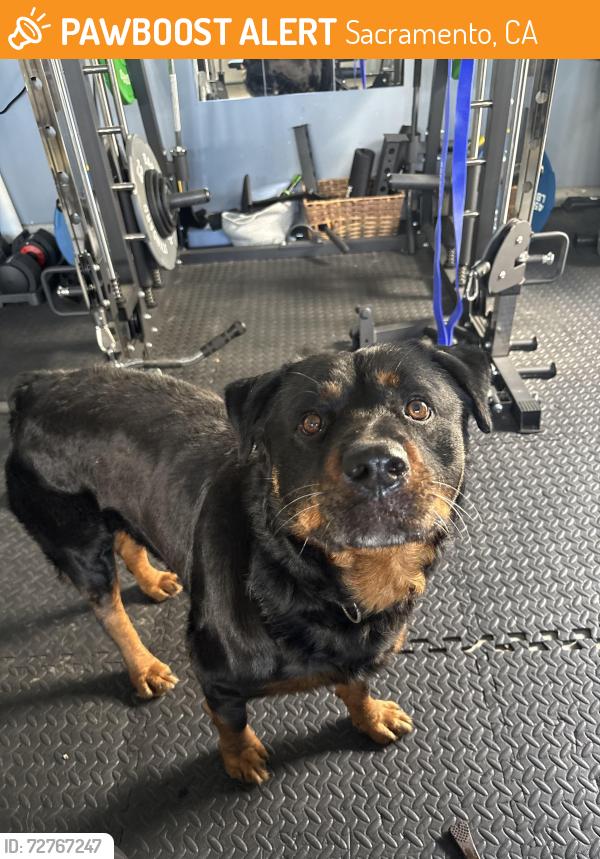 Found/Stray Male Dog last seen Elkhorn , Sacramento, CA 95660