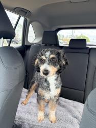 Lost Male Dog last seen Letson farms Dr , McCalla, AL 35022
