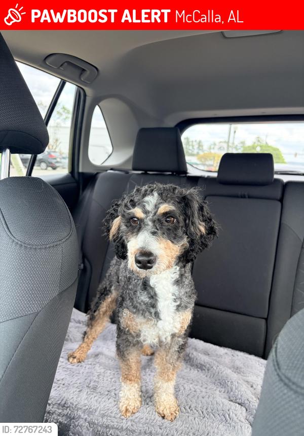 Lost Male Dog last seen Letson farms Dr , McCalla, AL 35022