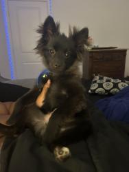 Lost Male Dog last seen In south ridge, McKinney, TX 75071